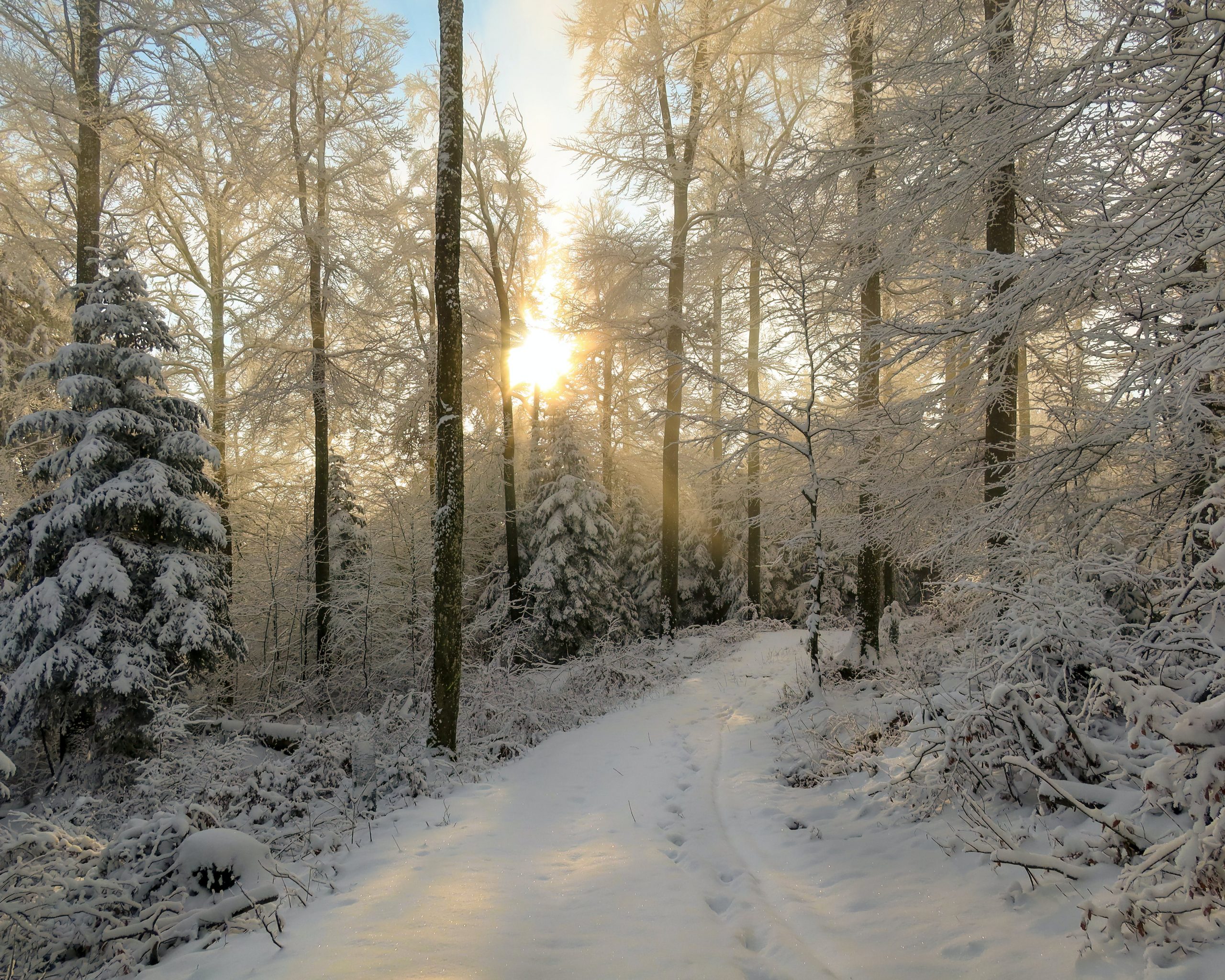 Bücher als Begleiter durch die kalte Jahreszeit: So wird der Winter zum Leseabenteuer