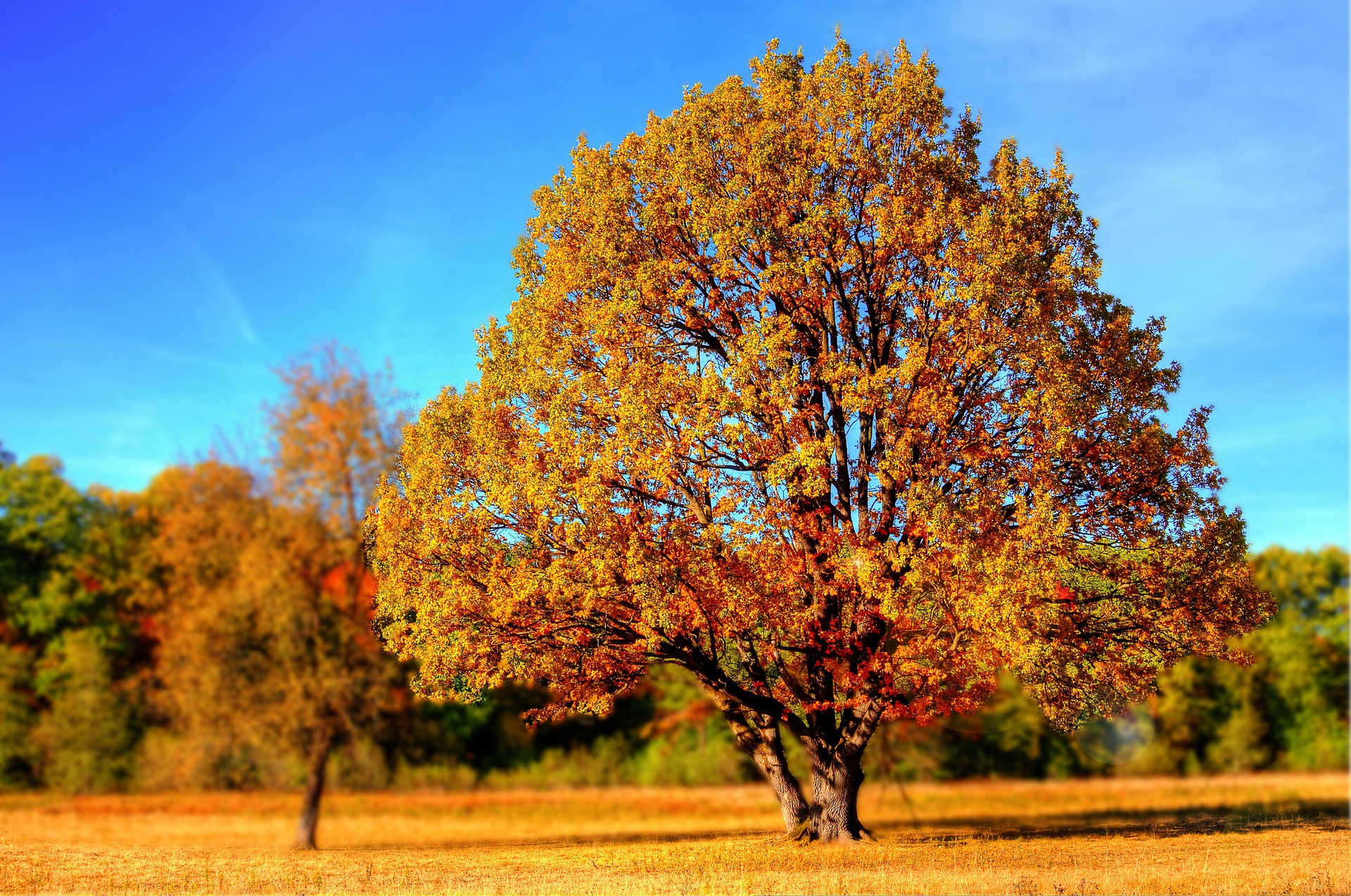 Herbstzeit ist Kürbiszeit: Wissen, Rezepte und Gesundheitstipps rund um den Kürbis